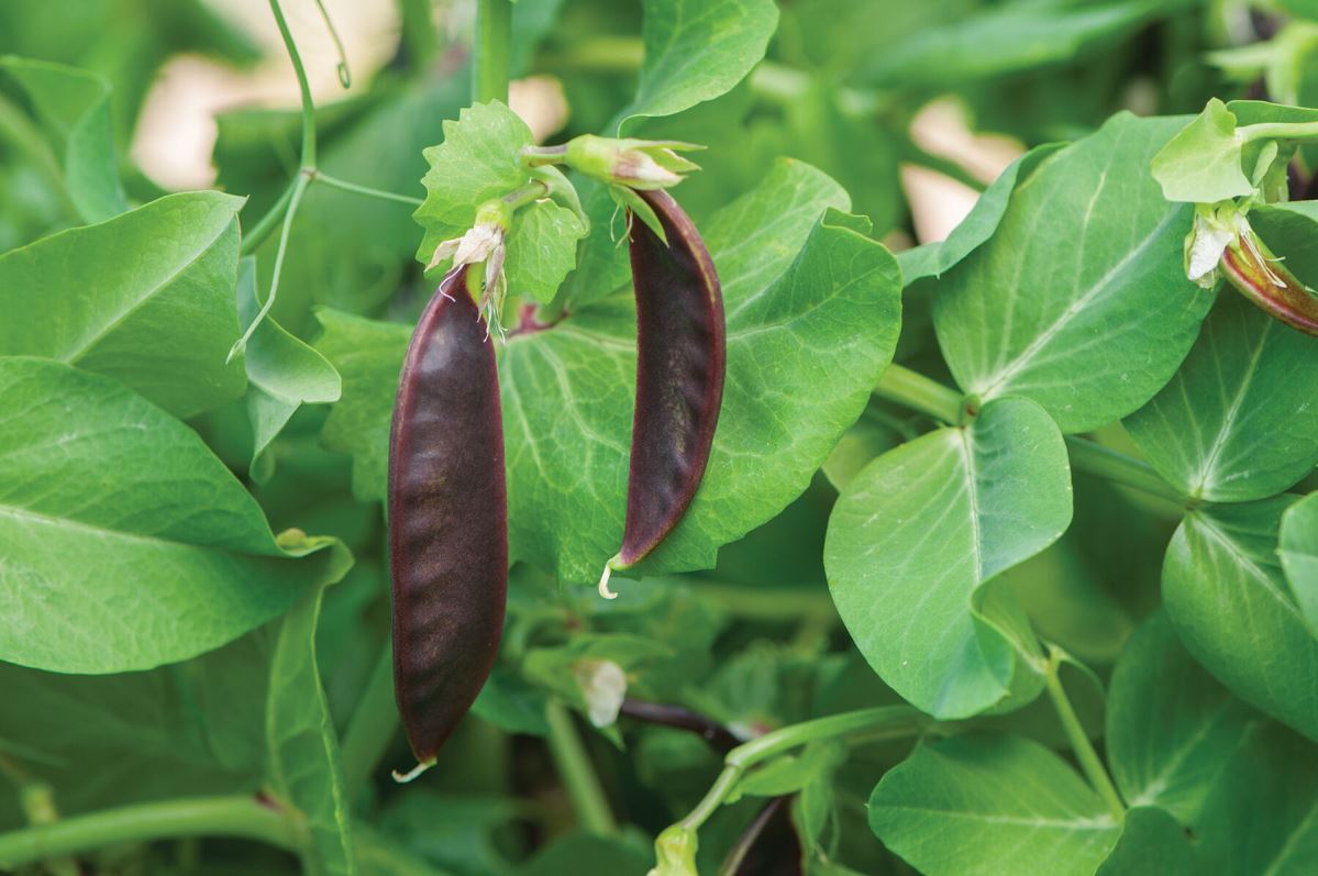 Royal Snow – Purple Snow Pea Seeds